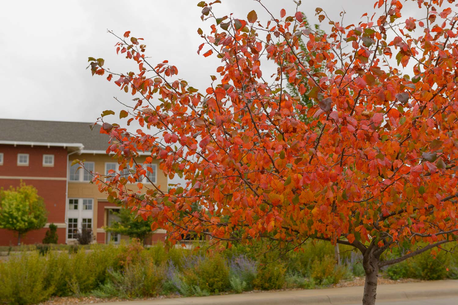 Autumn Tree Outside Sparks Hall
