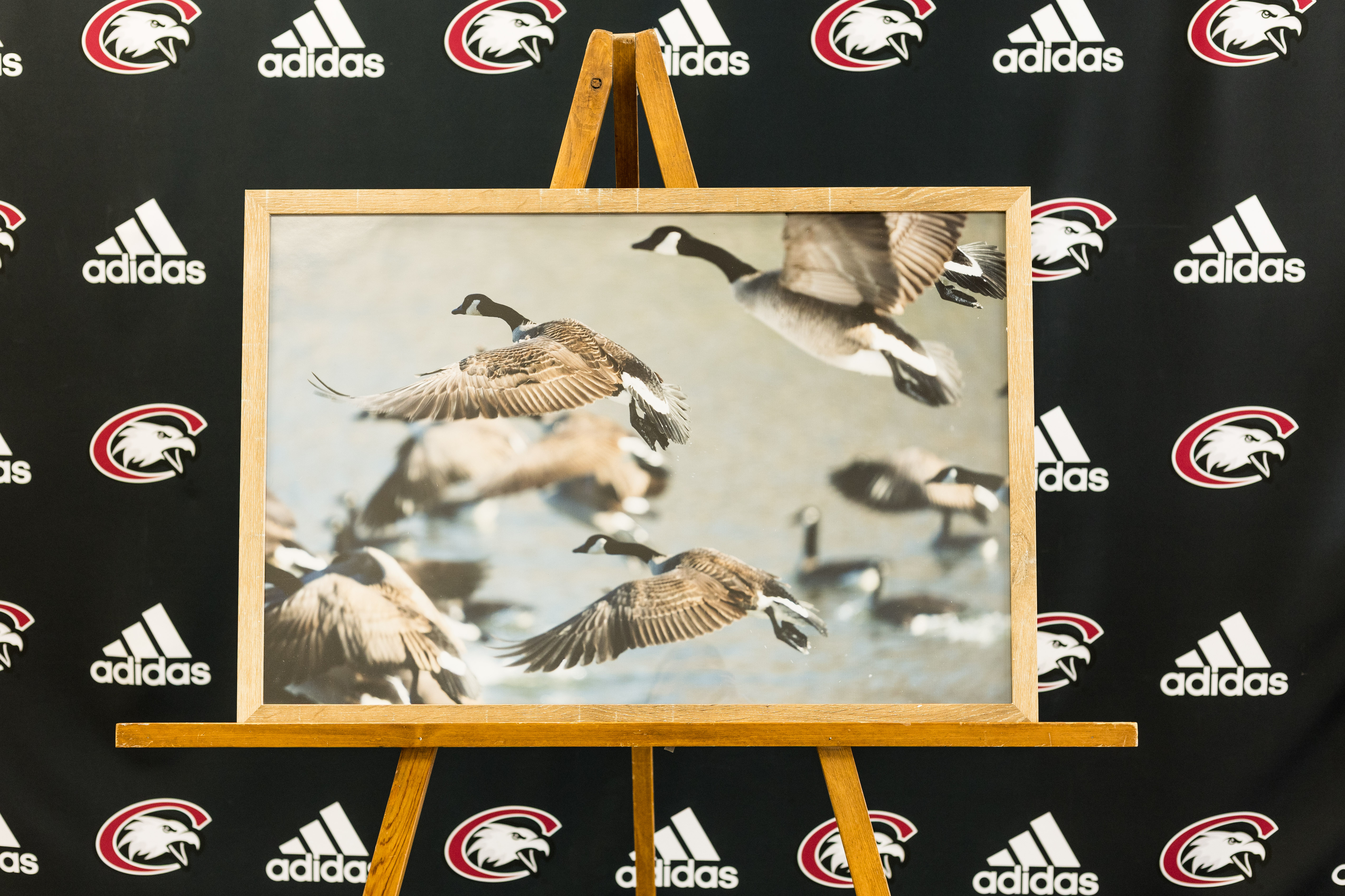 Geese photo by Chad Emmanuel