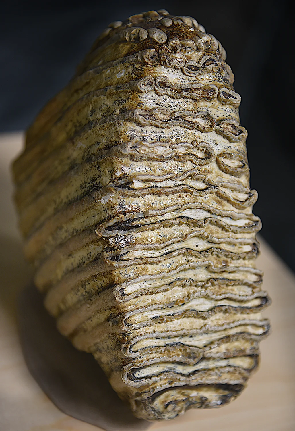 Mammoth tooth