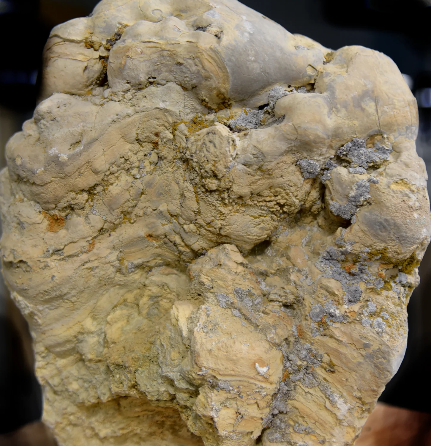 Stromatolite sample