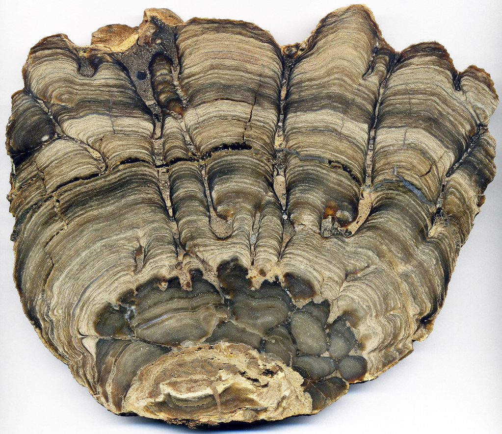 Stromatolite sample