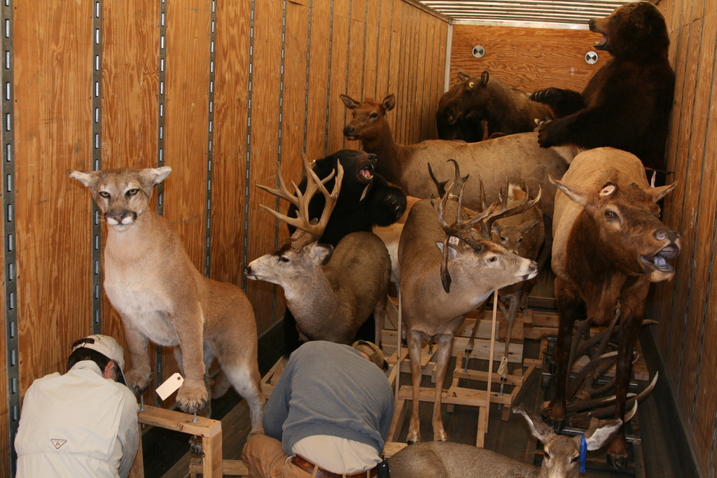 A truck load of animal mounts from Cabela's stand ready to be unloaded at Chadron State College.