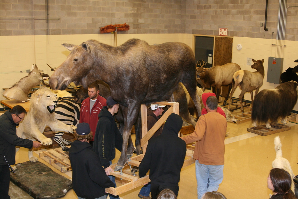 Chadron State College students carry a cow moose into the shop area of the Burkhiser Complex.
