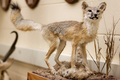 a mounted swift fox