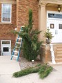A Juniper tree