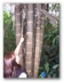 A student points to a sloth in a tree while visiting INBioParque in San Jose, Costa Rica, in 2006. The popular ecological park will be included in the 2015 CSC trip.