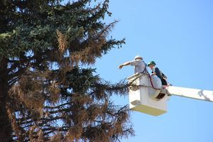 Tree specialists take samples of the brown branches from the Nebraska Champion blue spruce on the Chadron State College campus during the Greener Nebraska Towns event in September 2013.