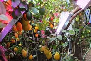 Grow lights positioned to shine underneath the foliage to increase the size of the lower fruit in the Greenhouse.