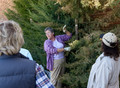 Lucinda Mays describes good pruning practices