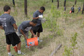 CSC football members plant pine trees