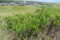 a shrub growing on C-Hill