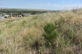 Young pines planted