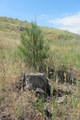 a young pine planted