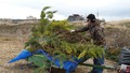 Charlie Wood loads branches on cart