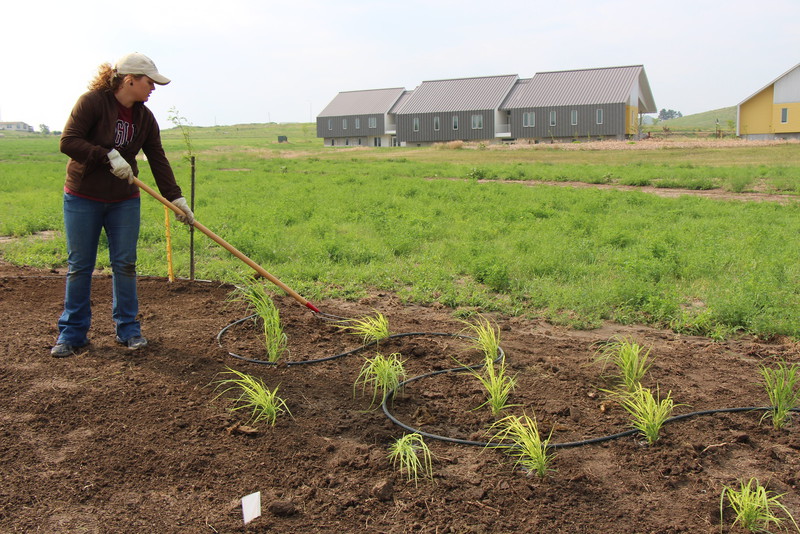 Chadron State College senior Kaitlyn Steinwart of Gering, Neb., helps install plants in CSC's Living Fence along east Tenth Street in July 2015