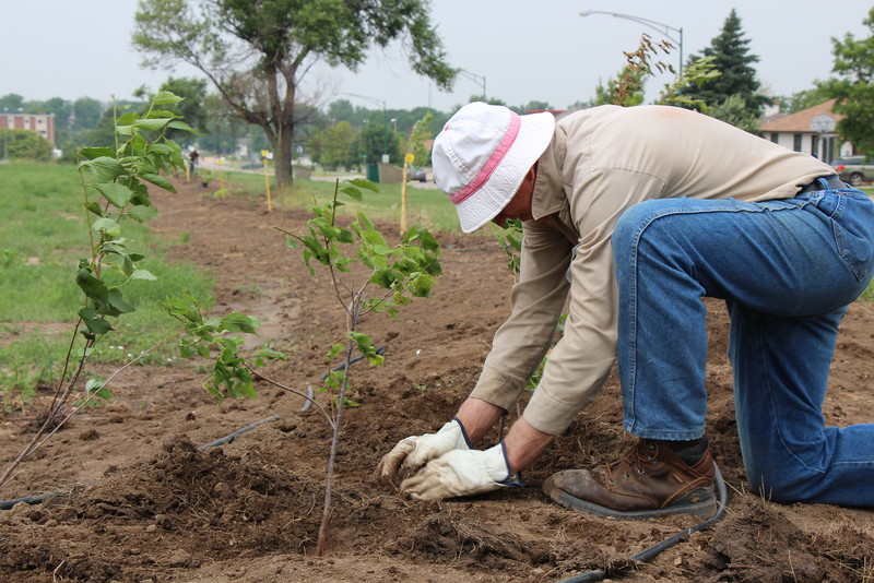 Chadron State College employee Charlie Wood plants a plum tree July 8, 2015, in a Living Fence intended to attract pollinators and birds along Tenth Street.