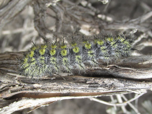 Hemileuca hera, larva