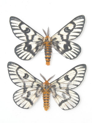 Hemileuca hera commonly known as the sagebrush buck moth
