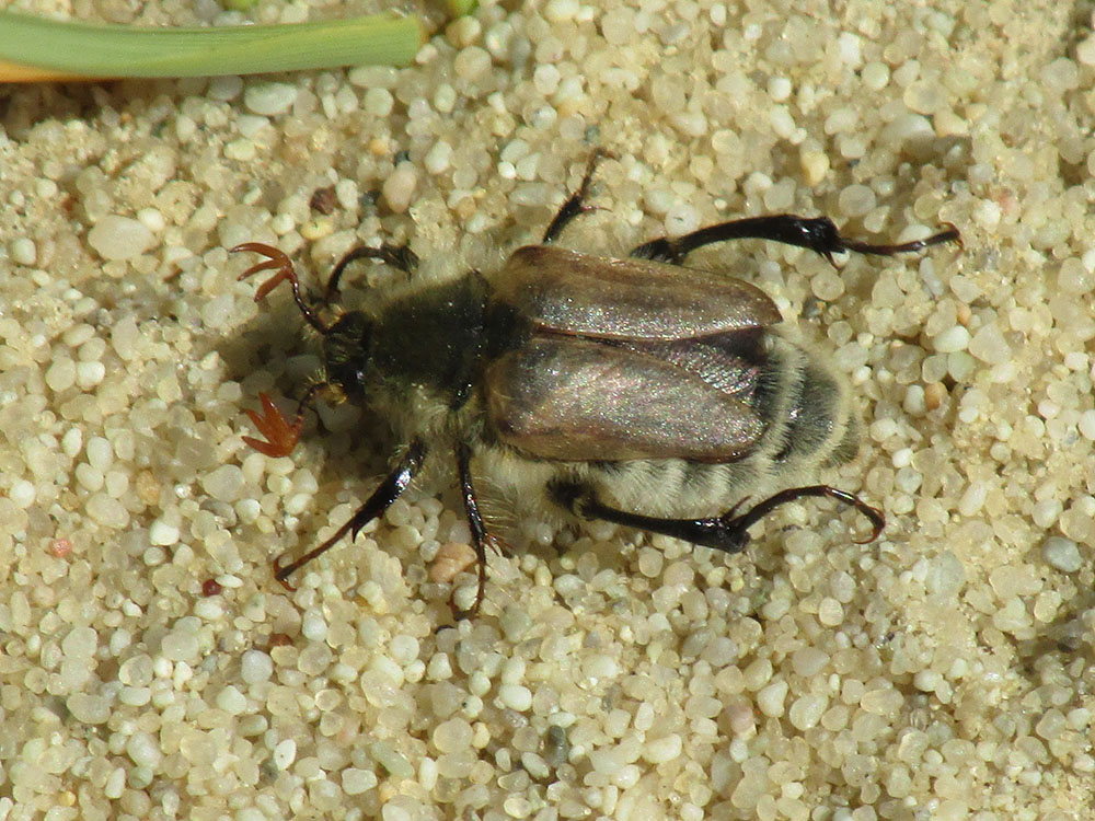 Close-up of beetle on sand