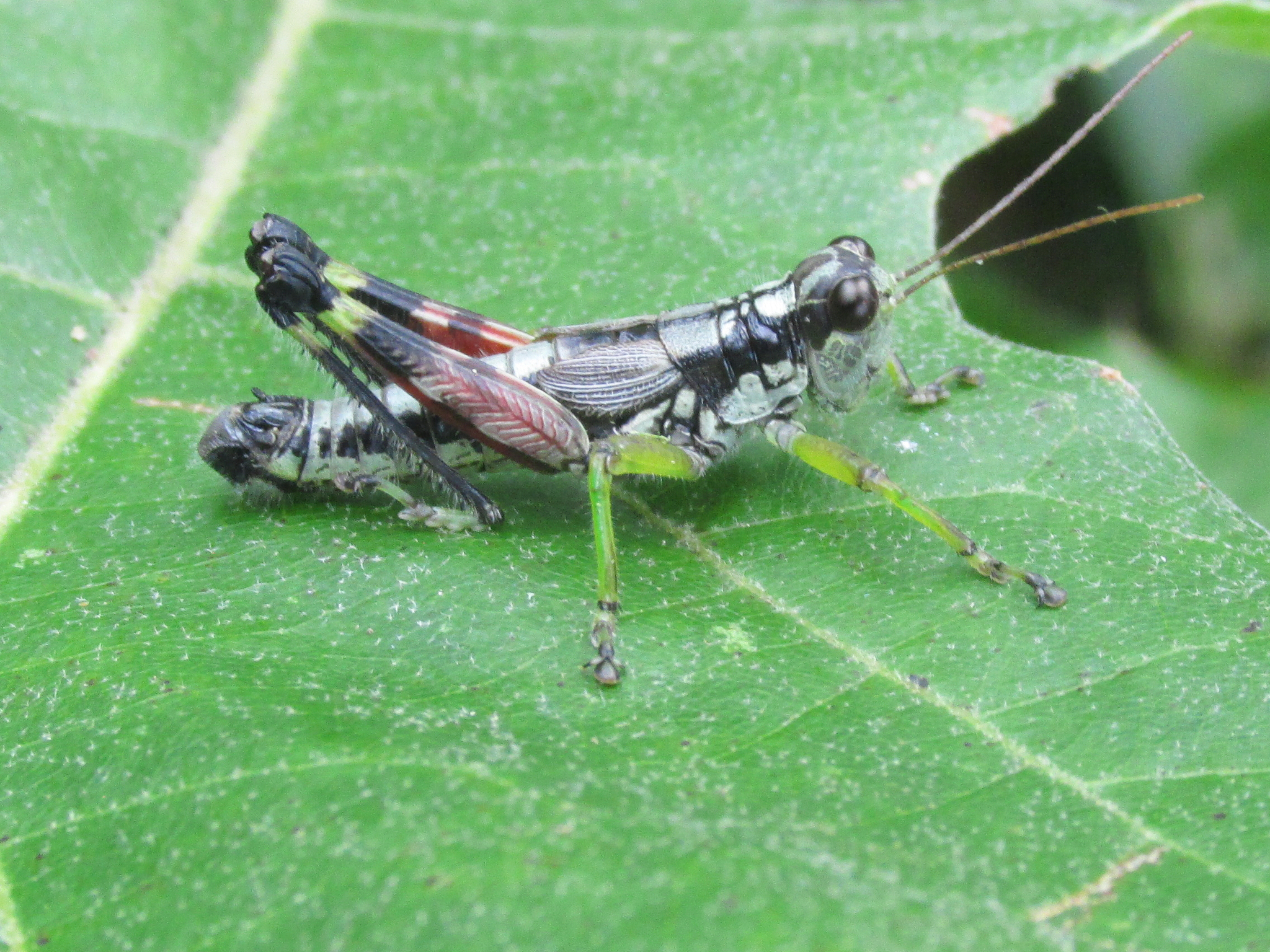 Close-up of grasshopper on a leaf