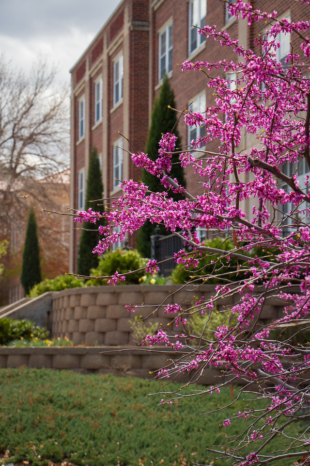 Tree blossoms on campus