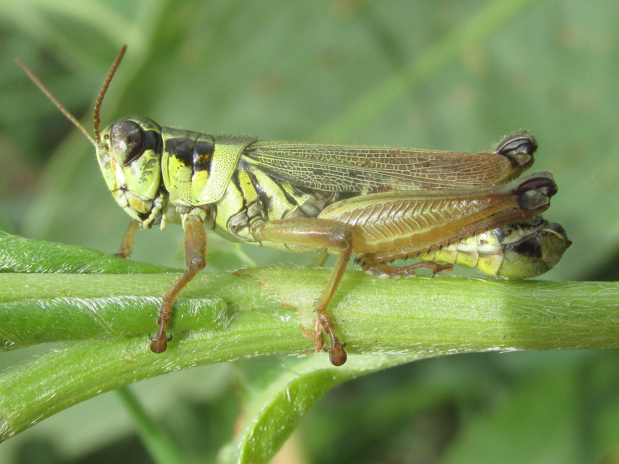 A close-up photo of a grasshopper