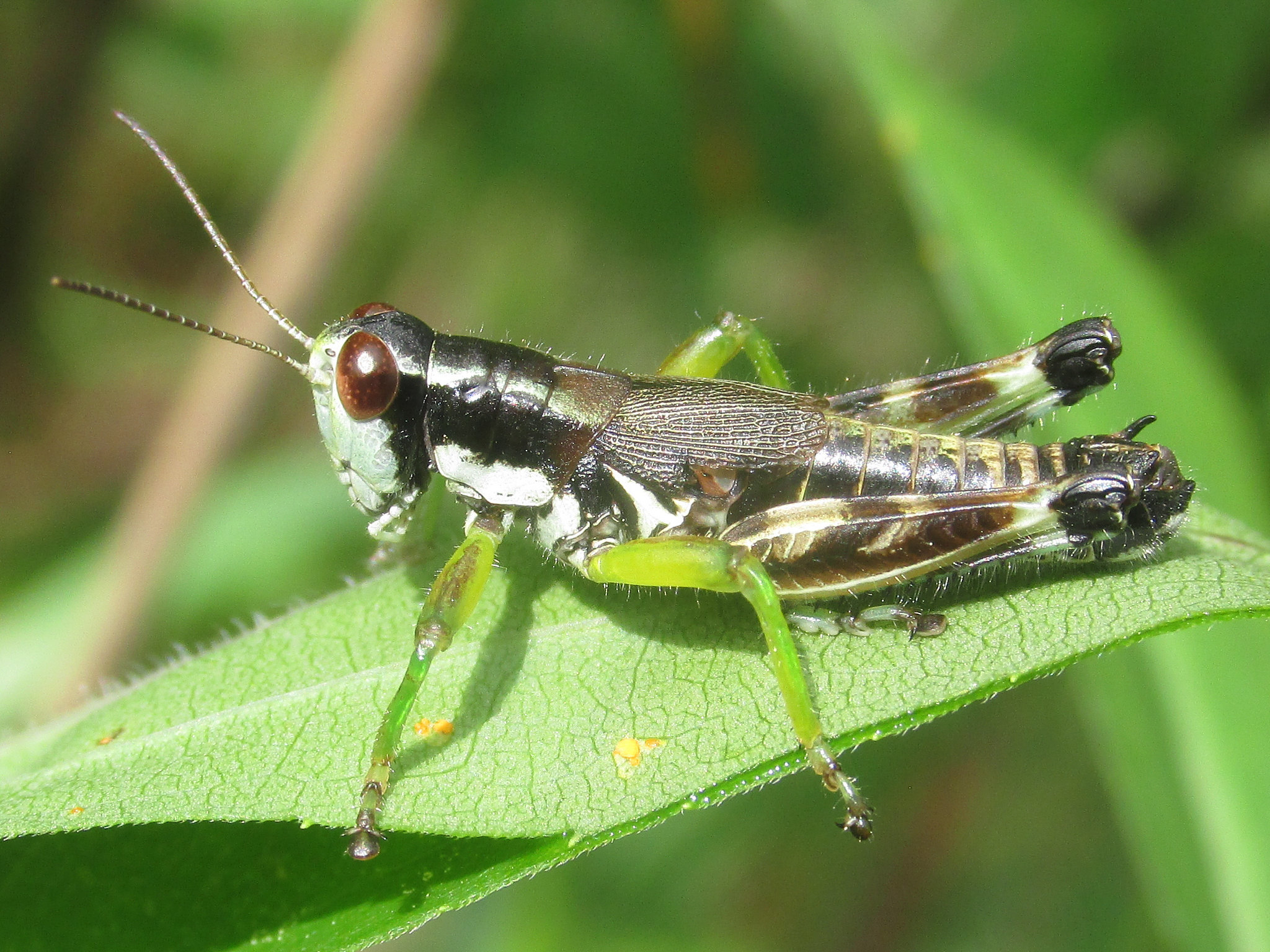 Close-up of grasshopper on a leaf